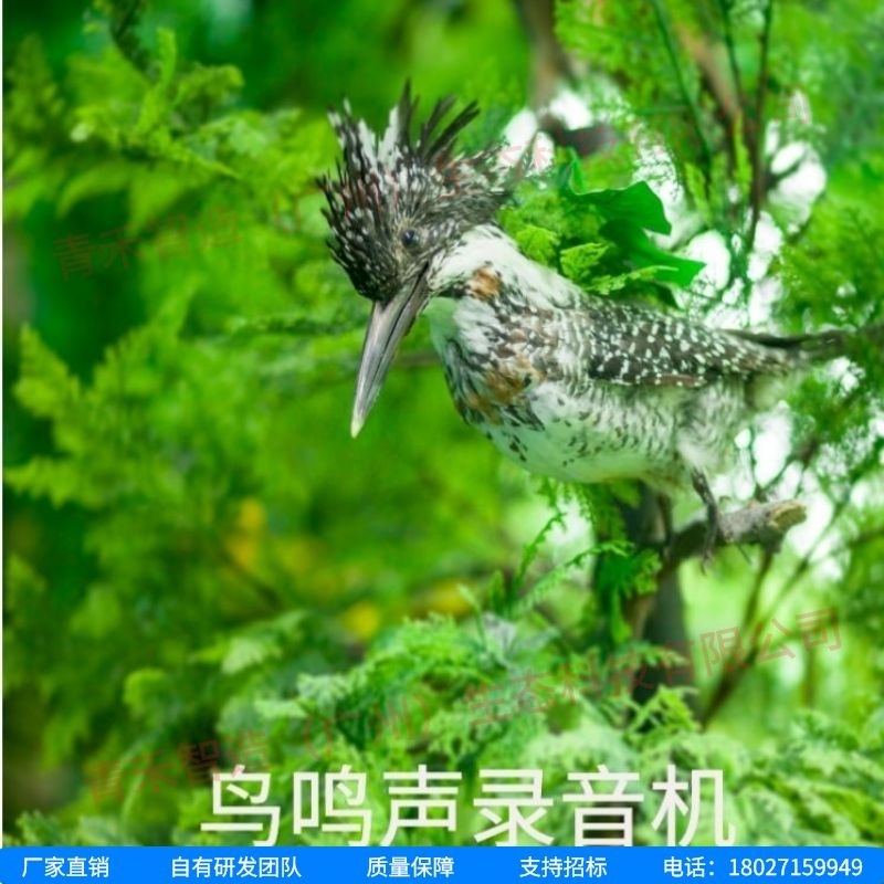 [野生动物录音设备]野生动物录音设备：让我们更深入了解自然