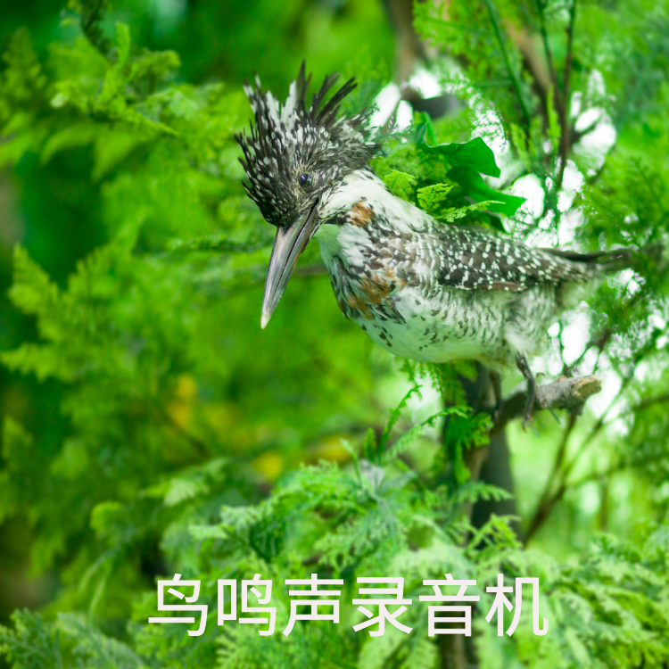 [录鸟叫声音设备]科技进步，录鸟叫声音设备探索自然乐趣