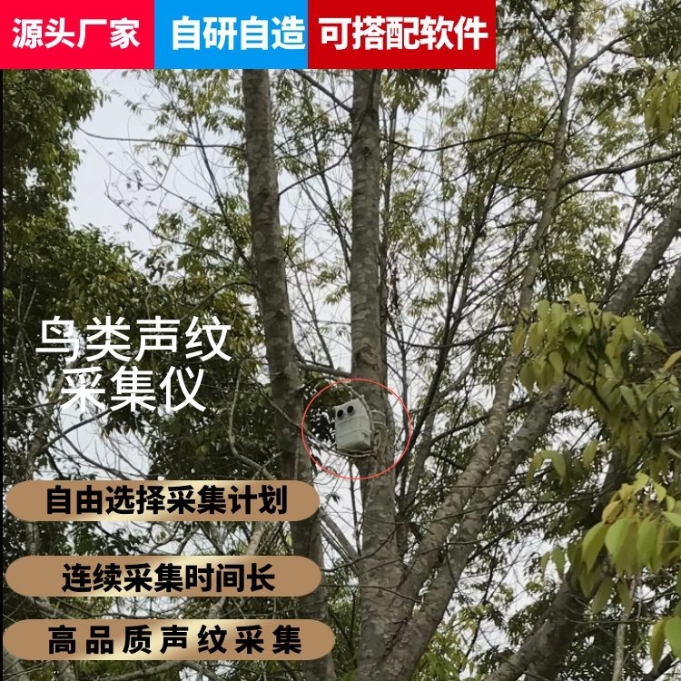 [听鸟设备]未来听鸟设备：预测鸟类生态与行为的科技利器
